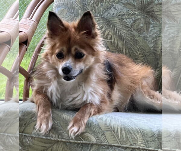 Medium Photo #6 Pomeranian-Unknown Mix Puppy For Sale in Cuba, NY, USA