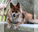 Small #5 Pomeranian Mix