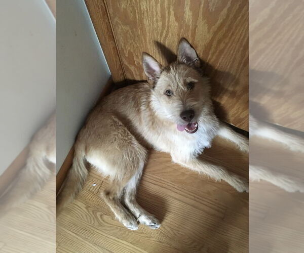 Medium Photo #8 Mutt Puppy For Sale in Grafton, WI, USA