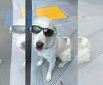 Small #4 Golden Retriever Mix
