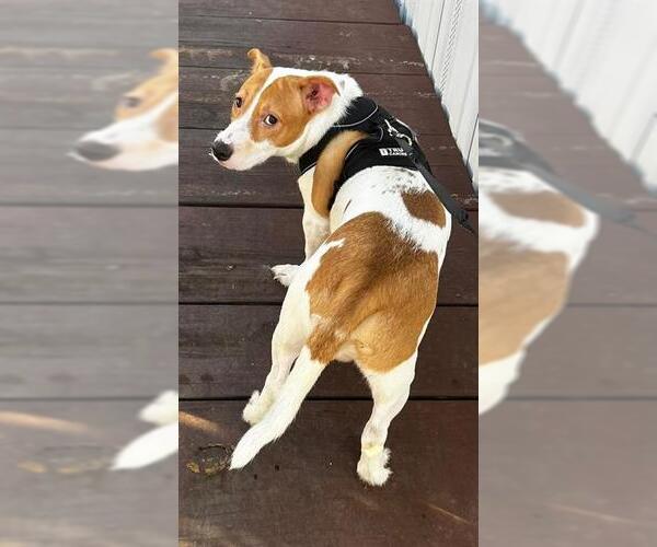 Medium Photo #1 Catahoula Leopard Dog Puppy For Sale in San Antonio, TX, USA