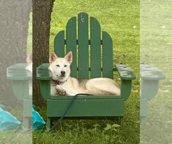 Medium Photo #9 Siberian Husky-Unknown Mix Puppy For Sale in Rockaway, NJ, USA