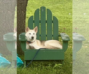 Marsha Lonestar* - Female Siberian Husky-Unknown Mix Dog for Adoption - Photo #9