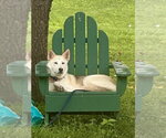 Small #8 Siberian Husky Mix