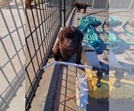 Small Photo #4 Labrador Retriever Puppy For Sale in FLAGLER, CO, USA