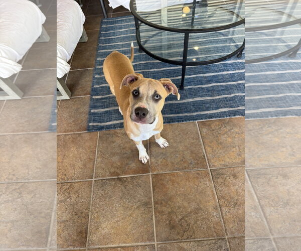 Medium Photo #7 Mutt Puppy For Sale in Orlando, FL, USA