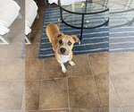 Small #6 Mutt