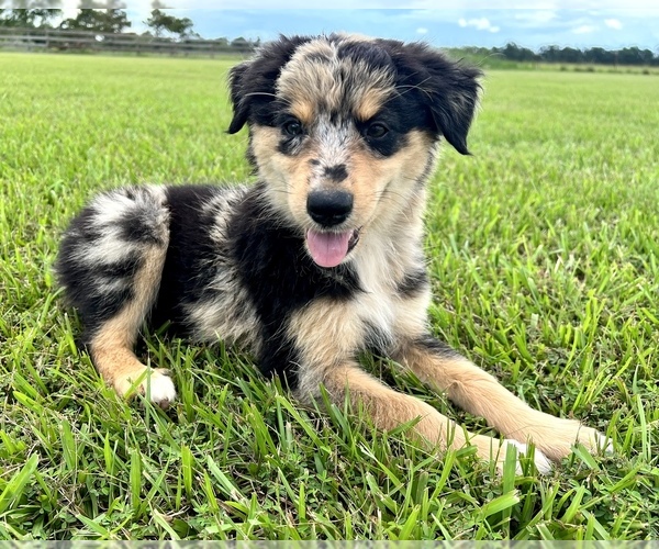 Medium Photo #1 Australian Shepherd Puppy For Sale in IOWA, LA, USA