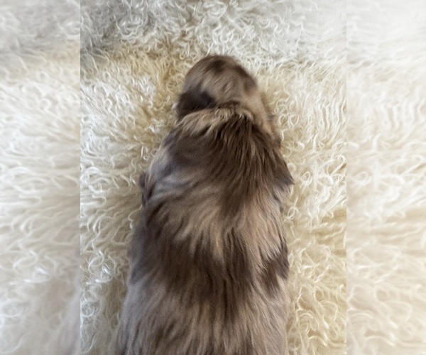 Medium Photo #7 Dachshund Puppy For Sale in COLLBRAN, CO, USA