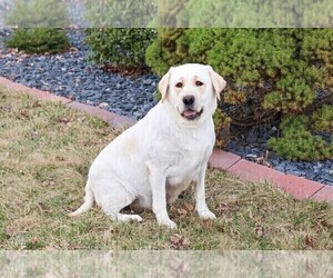 Mother of the Labrador Retriever puppies born on 04/01/2026