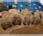 Small Photo #3 Golden Retriever Puppy For Sale in WILM, NC, USA