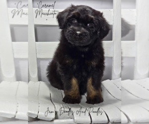 Aussiedoodle Miniature  Puppy for Sale in CLEVELAND, Georgia USA