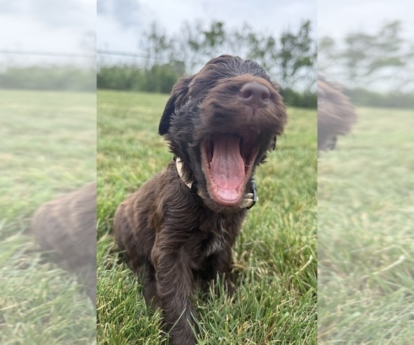 Medium Photo #58 Goldendoodle Puppy For Sale in HOWARD CITY, MI, USA