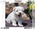 Puppy Turbo Havanese