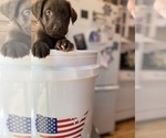 Small Photo #13 Labrador Retriever Puppy For Sale in ALEXANDRIA, VA, USA