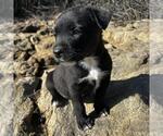 Small #1 Labrador Retriever Mix