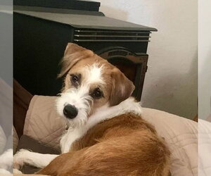Scrappy - Female Jack Russell Terrier-Unknown Mix Dog for Adoption - Photo #2