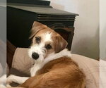 Small Photo #2 Jack Russell Terrier-Unknown Mix Puppy For Sale in Springdale, PA, USA