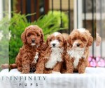Small #1 Cavapoo (Miniature)