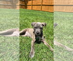 Small #2 Mutt