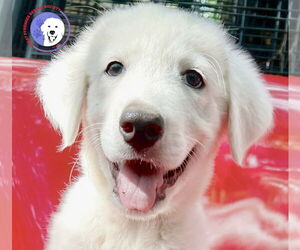 Great Pyrenees Dogs for adoption in Spring, TX, USA
