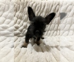 Small Photo #6 Miniature French Schnauzer Puppy For Sale in HOUSTON, TX, USA