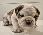 Small Photo #5 English Bulldog Puppy For Sale in SAINT CHARLES, IL, USA