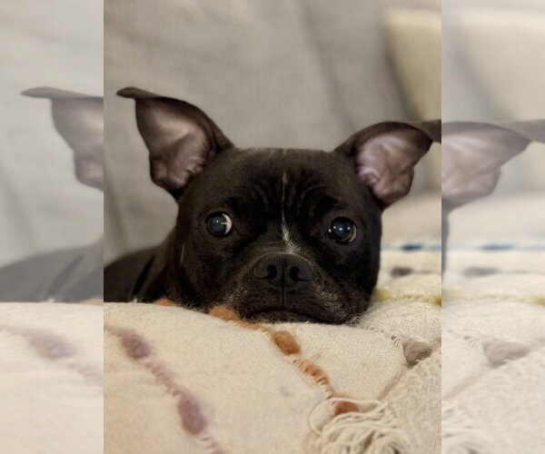 Medium Photo #5 American Staffordshire Terrier-Boston Terrier Mix Puppy For Sale in Cary, NC, USA