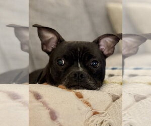 Jett - Male American Staffordshire Terrier-Boston Terrier Mix Dog for Adoption - Photo #5