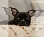 Small Photo #5 American Staffordshire Terrier-Boston Terrier Mix Puppy For Sale in Cary, NC, USA
