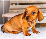 Small #6 Dachshund