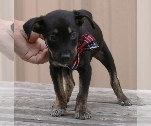 Medium Photo #3 Chihuahua-Unknown Mix Puppy For Sale in Bandera, TX, USA