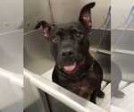Small #3 American Staffordshire Terrier Mix