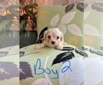 Puppy Puppy 2 ShihPoo