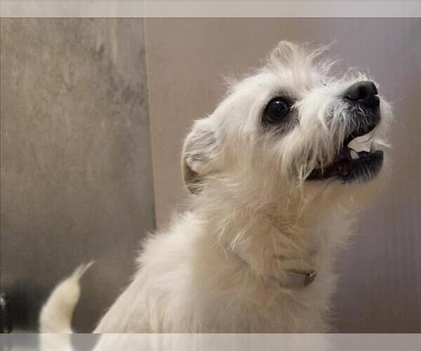 Medium Photo #1 Mutt Puppy For Sale in Martinez, CA, USA