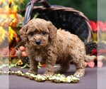 Small #6 Cavapoo