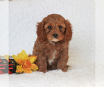 Small Photo #4 Cavapoo Puppy For Sale in NARVON, PA, USA
