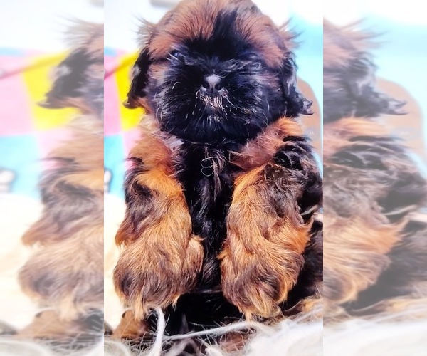 Medium Photo #3 Shih Tzu Puppy For Sale in EAST PEORIA, IL, USA