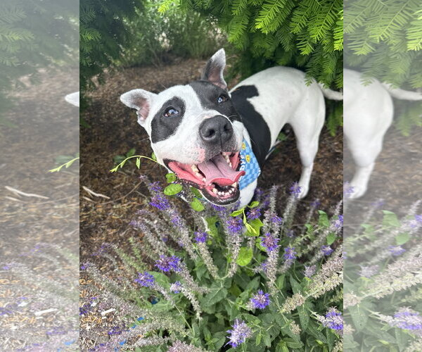Medium Photo #14 American Pit Bull Terrier Puppy For Sale in Germantown, OH, USA
