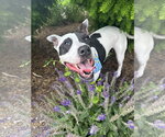 Small #13 American Pit Bull Terrier