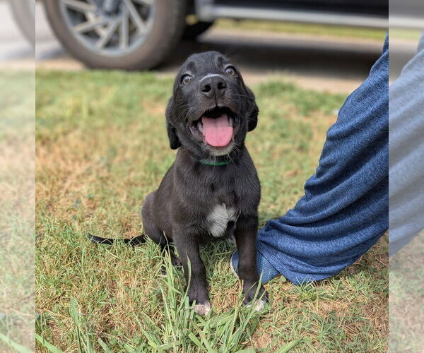 Medium Photo #8 Golden Retriever-Unknown Mix Puppy For Sale in Vail, AZ, USA