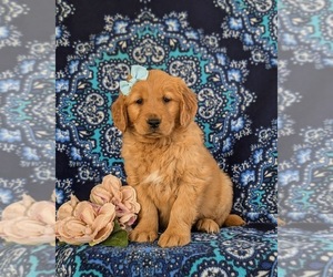 Golden Retriever Puppy for sale in CHRISTIANA, PA, USA