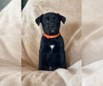 Small Labrador Retriever Mix