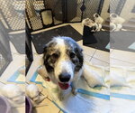 Small #7 Great Pyrenees