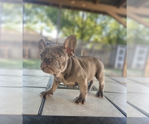 French Bulldog Puppy for sale in VALLEJO, CA, USA