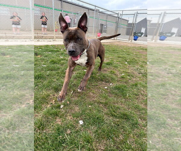 Medium Photo #4 American Staffordshire Terrier Puppy For Sale in Pierceton , IN, USA