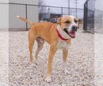 Small #1 Labrador Retriever Mix