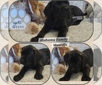Image preview for Ad Listing. Nickname: AKC Mastiff1