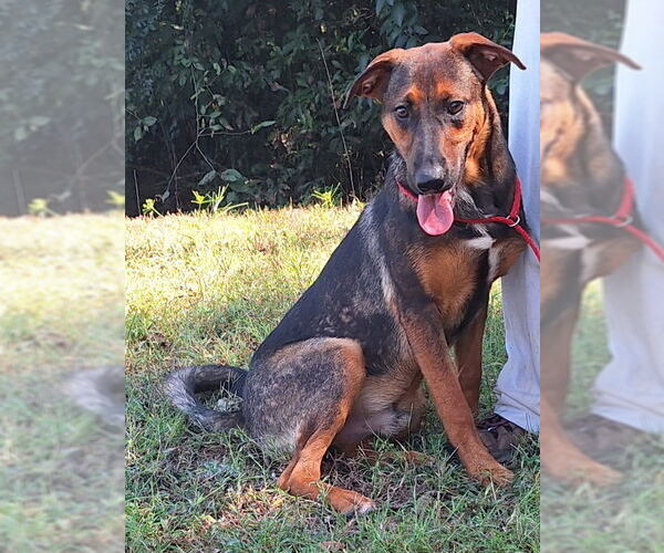 Medium Photo #4 German Shepherd Dog-Unknown Mix Puppy For Sale in Wetumpka, AL, USA