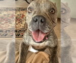 Small #2 Bulldog Mix